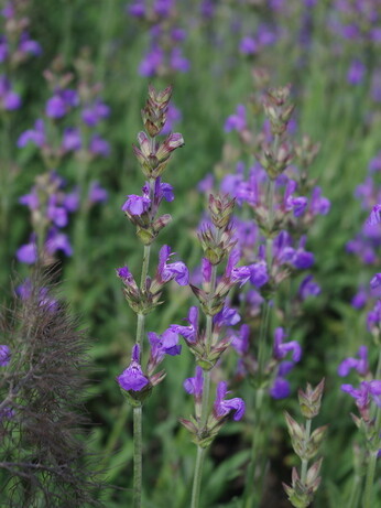 Weekly catch up with garden & propagation Weekly catch up with garden & propagation