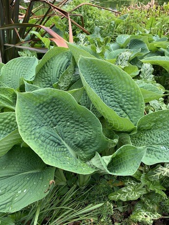 How to grow and get the best from your hostas How to grow and get the best from your hostas