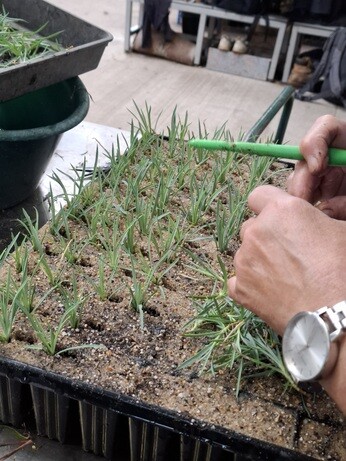 Weekly catch up with garden & propagation Weekly catch up with garden & propagation
