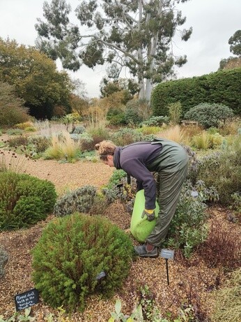 Weekly catch up with garden & propagation Weekly catch up with garden & propagation