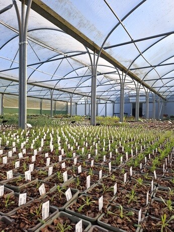 Weekly catch up with garden & propagation Weekly catch up with garden & propagation