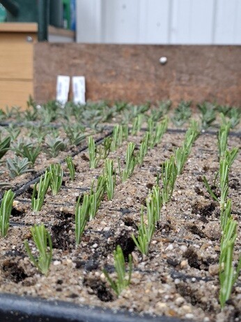 Weekly catch up with garden & propagation Weekly catch up with garden & propagation