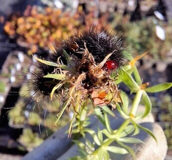 Wild Words from the Ground – Midwinter 2024-2025 Wild Words from the Ground – Midwinter 2024-2025