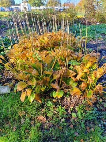 Preparing for winter with the propagation team Preparing for winter with the propagation team