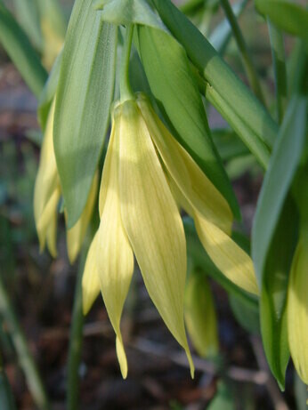 Top 10 unusual plants for a shady area Top 10 unusual plants for a shady area