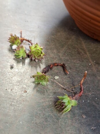 Weekly catch up with garden & propagation Weekly catch up with garden & propagation