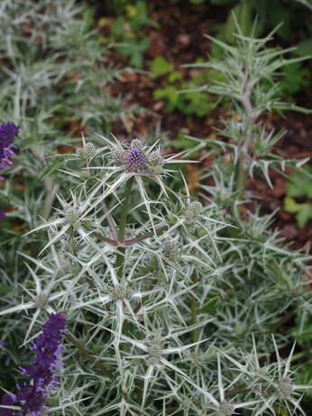 Plant profile - eryngium Plant profile - eryngium