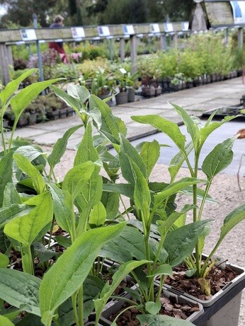Weekly catch up with garden & propagation Weekly catch up with garden & propagation