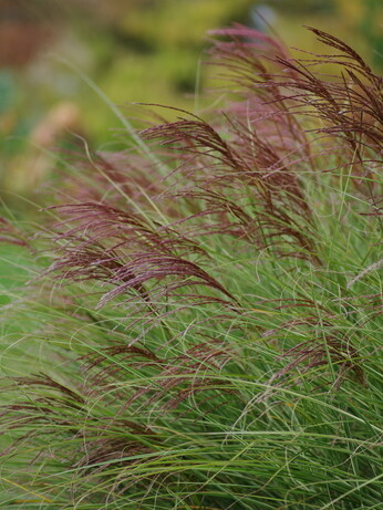 Plant profile - Bistorta amplexicaulis Plant profile - Bistorta amplexicaulis