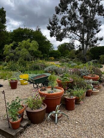 Perennials and tender plants for gorgeous seasonal container displays Perennials and tender plants for gorgeous seasonal container displays