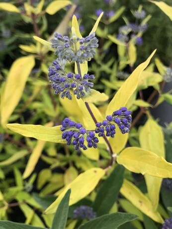 Plant profile - caryopteris Plant profile - caryopteris