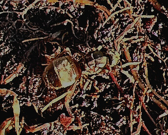Wild Words from the Ground – February & March Wild Words from the Ground – February & March