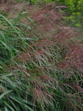 Miscanthus championship - propagation Miscanthus championship - propagation