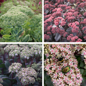 Hylotelephium telephium (Sedum) Hylotelephium telephium (Sedum)