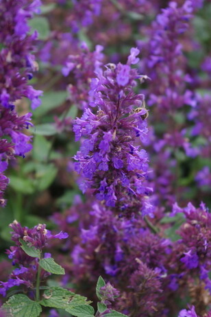 Team Chatto's favourite plants