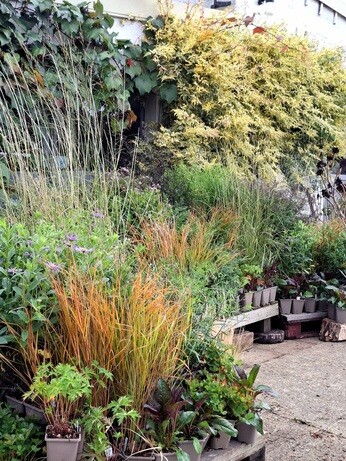 Weekly catch up with garden & propagation Weekly catch up with garden & propagation