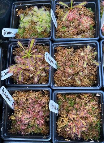 Winter propagation-carnivorous plants Winter propagation-carnivorous plants