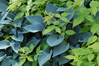 Fabulous foliage Fabulous foliage