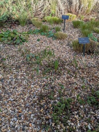 Weekly catch up with garden & propagation Weekly catch up with garden & propagation