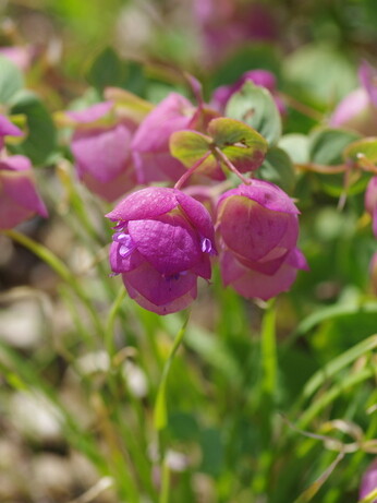 Weekly catch up with gardens & propagation Weekly catch up with gardens & propagation