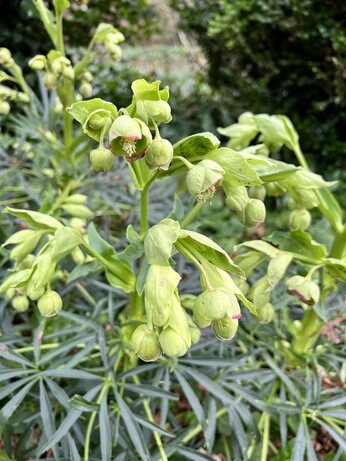 Hellebores in winter Hellebores in winter