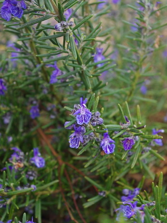 How to grow herbs and what to do with them How to grow herbs and what to do with them