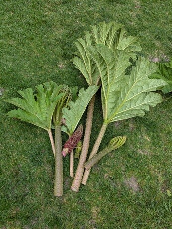 Weekly catch up with gardens & propagation Weekly catch up with gardens & propagation