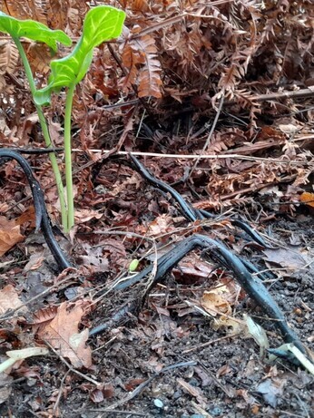 Winter propagation- Matteuccia struthiopteris Winter propagation- Matteuccia struthiopteris