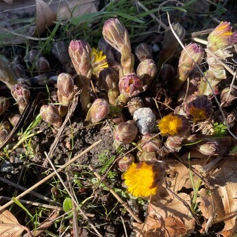 Wild Words from the Ground – February & March Wild Words from the Ground – February & March