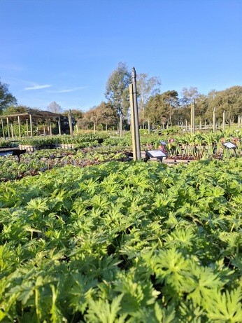 Weekly catch up with gardens & propagation Weekly catch up with gardens & propagation