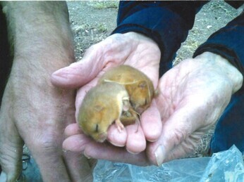 'My Dormouse Lady' 'My Dormouse Lady'