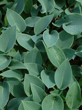 How to grow and get the best from your hostas How to grow and get the best from your hostas