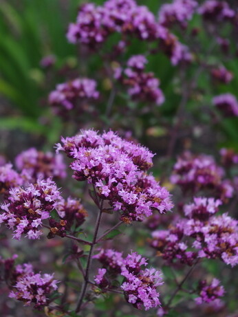 Origanum- the perfect Gravel Garden plant Origanum- the perfect Gravel Garden plant