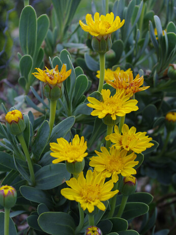 Weekly catch up with garden & propagation Weekly catch up with garden & propagation