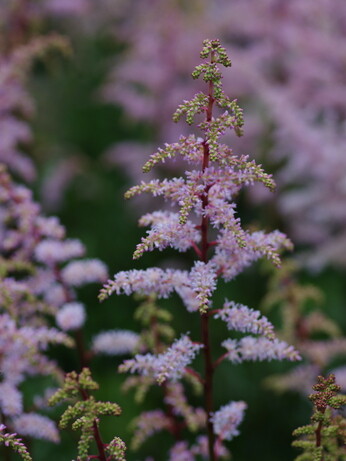 Plant profile - astilbe Plant profile - astilbe