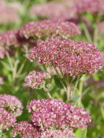 Plant name changes for 2024 Plant name changes for 2024