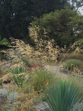 Stipa- How to Grow and Care for Stipa- How to Grow and Care for