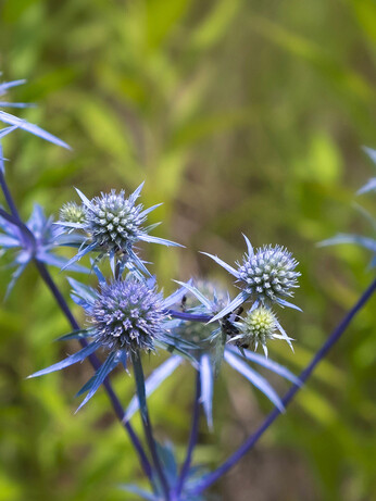 Plant profile - eryngium Plant profile - eryngium