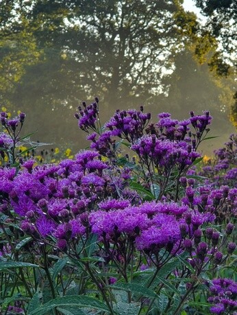 Our favourite perennials for late summer colour Our favourite perennials for late summer colour