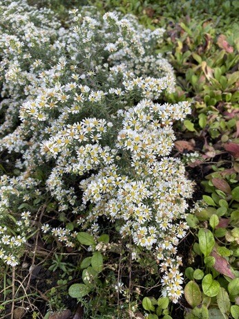 Symphyotrichum-How to Grow and Care for Symphyotrichum-How to Grow and Care for