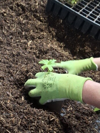 Weekly catch up with garden & propagation Weekly catch up with garden & propagation