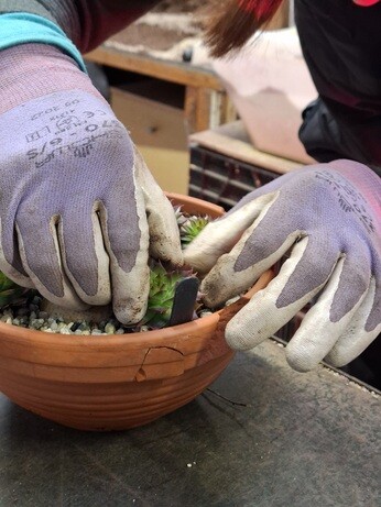 Weekly catch up with garden & propagation Weekly catch up with garden & propagation