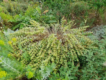 Late summer garden jobs Late summer garden jobs