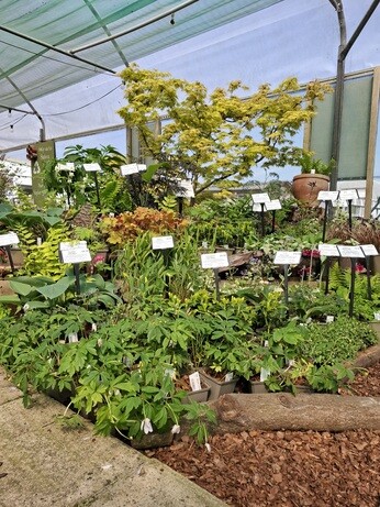 Weekly catch up with gardens & propagation Weekly catch up with gardens & propagation