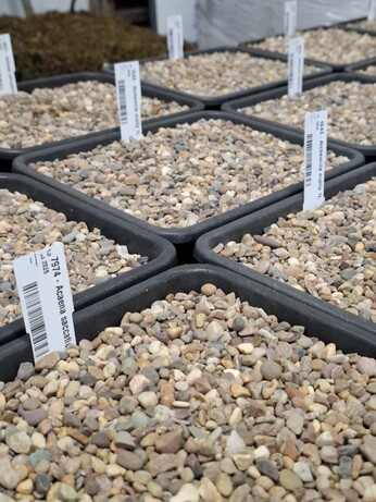 Weekly catch up with garden & propagation Weekly catch up with garden & propagation