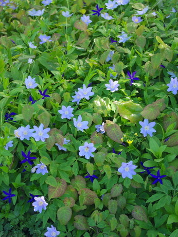 Team Chatto's favourite plants