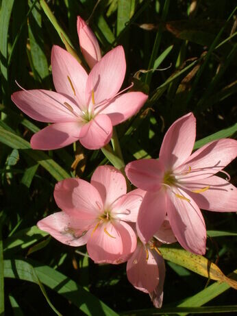 Top 10 plants for autumn Interest Top 10 plants for autumn Interest