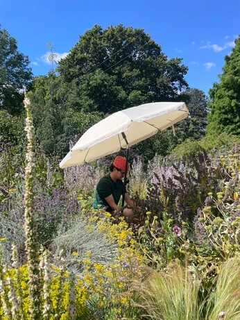 Weekly catch up with garden and propagation Weekly catch up with garden and propagation