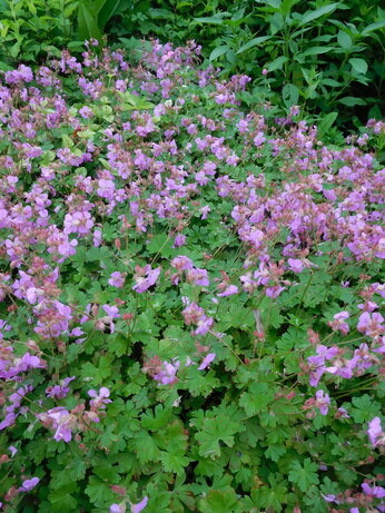 Plants that have stood up to the summer - Reservoir Garden Plants that have stood up to the summer - Reservoir Garden