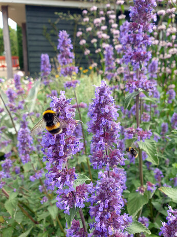 Nepeta (Catmint)- how to grow and care for Nepeta (Catmint)- how to grow and care for